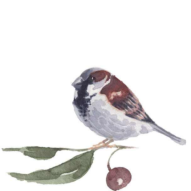 sparrow male and female with berry branches. Watercolor handmade vector illustration - Vetor, Imagem