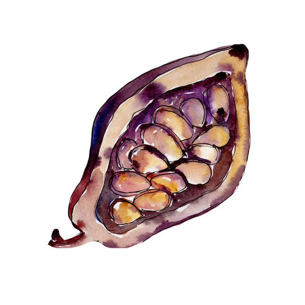 Exotic baobab wild fruit in a watercolor style isolated. - Photo, Image