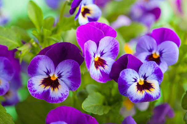 beautiful pansy summer flowers in garden - Фото, изображение