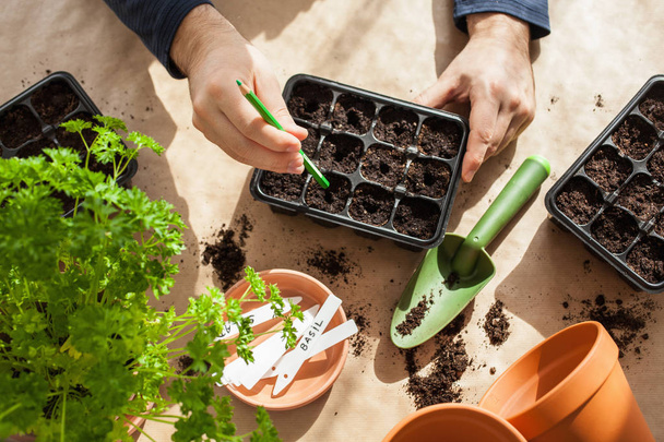 gardening, planting at home. man sowing seeds in germination box - 写真・画像