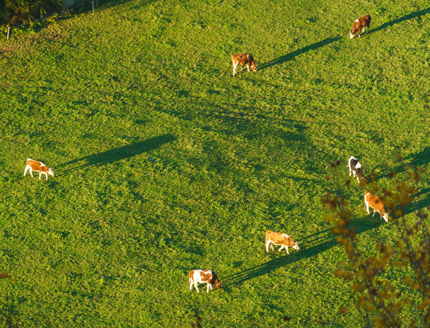Vacas suizas pastan en la vista aérea del prado, Gruyeres, Suiza
 - Foto, imagen