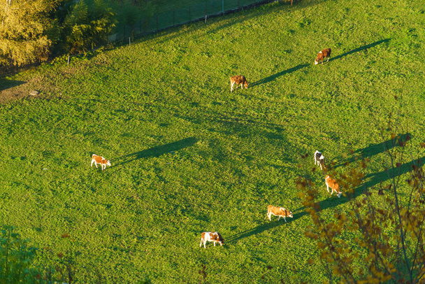 Swiss cows graze on meadow aerial view, Gruyeres, Switzerland - Photo, Image