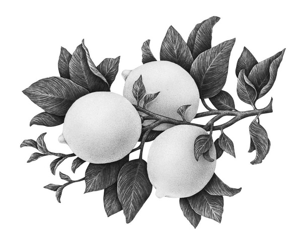 Lemons fruits on a branch with leaves isolated on white background. Monochrome watercolor drawing by hand - Фото, изображение