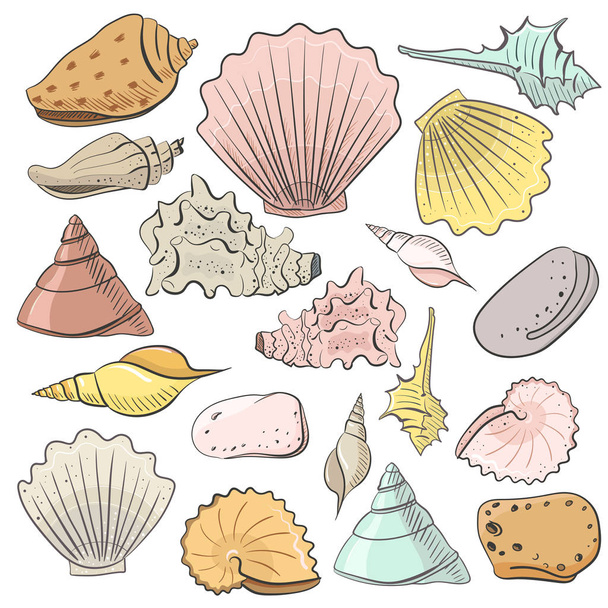 Shell vector set for design in sea beach style. Colored exotic shells - Vector, Image