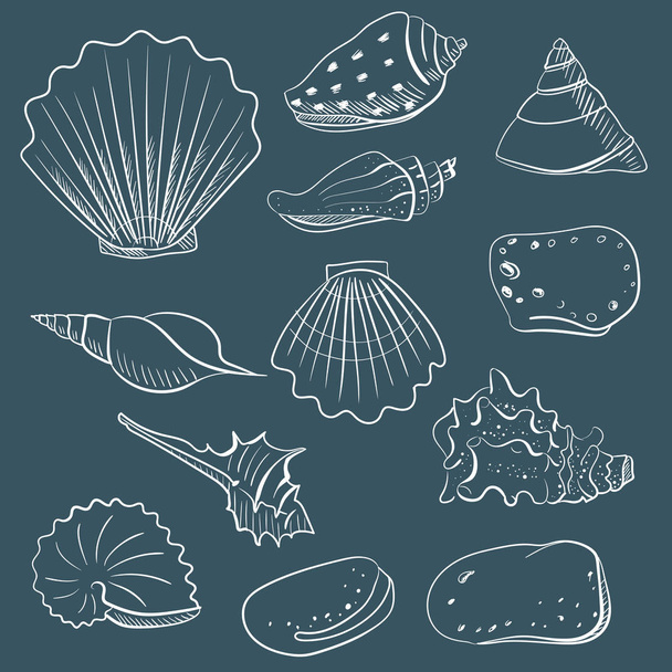Shell vector set for design in sea beach style. Line, contour exotic shells - Vettoriali, immagini