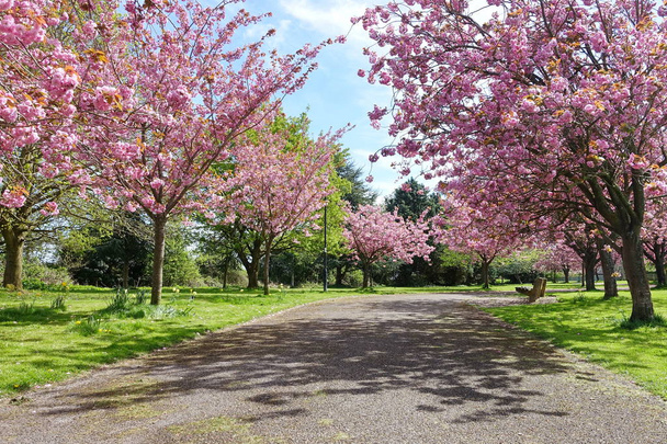 Vue panoramique du printemps sur la route de campagne bordée de cerisiers à fleurs fleuries
 - Photo, image
