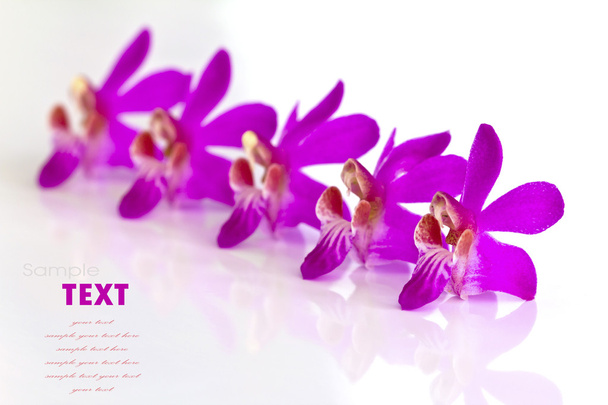Beautiful purple-pink flower (Orchid) isolated on white backgrou - Fotoğraf, Görsel
