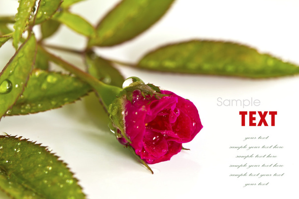 Beautiful red flower (Rose) isolated on white background - Photo, Image
