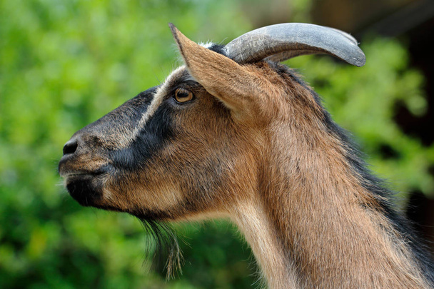 Male African pygmy goat - Photo, Image