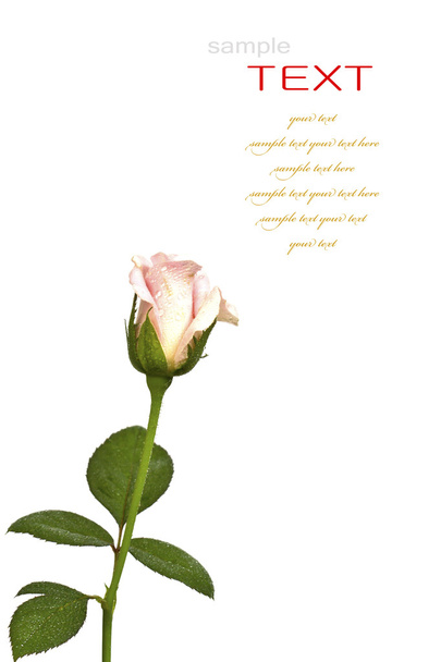 Beautiful pink flower (Rose) isolated on white background - Photo, Image