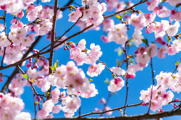 Квіти сакури або вишневий цвіт з прекрасним природним тлом - Фото, зображення