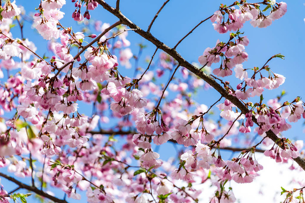 Sakura Bloem of kersenbloesem met prachtige natuur achtergrond - Foto, afbeelding