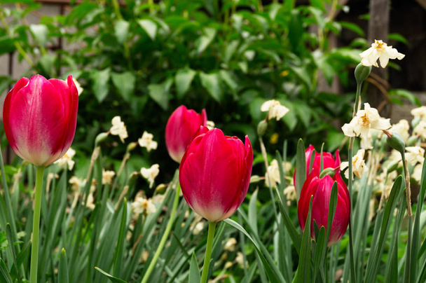 Virágzó piros tulipán és nárcisz a végső szakaszában a virágzás. - Fotó, kép