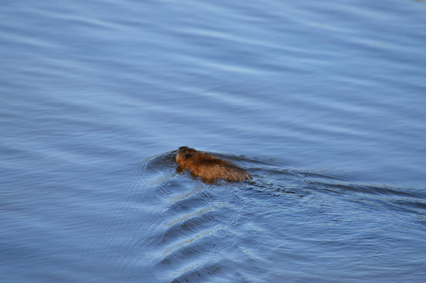 Misk sıçanı gölet - Fotoğraf, Görsel
