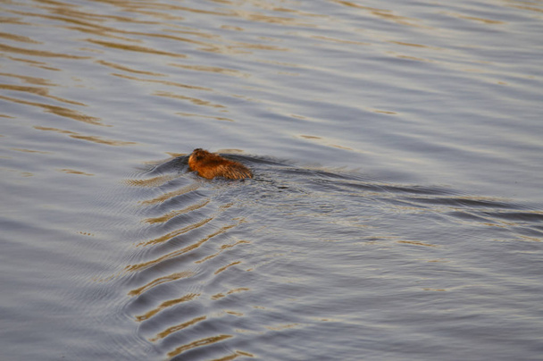 Muskrat na lagoa
 - Foto, Imagem