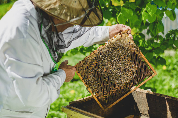 ανώτερος μελισσοκόμος που πραγματοποιεί επιθεώρηση στο μελισσοκομείο την άνοιξη - Φωτογραφία, εικόνα