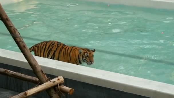 Тигр, що йде в синьому басейні
 - Кадри, відео