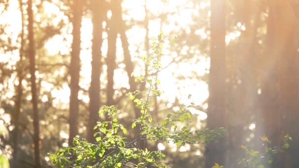 O sol faz seu caminho através das árvores na floresta, a atmosfera da floresta ensolarada
 - Filmagem, Vídeo
