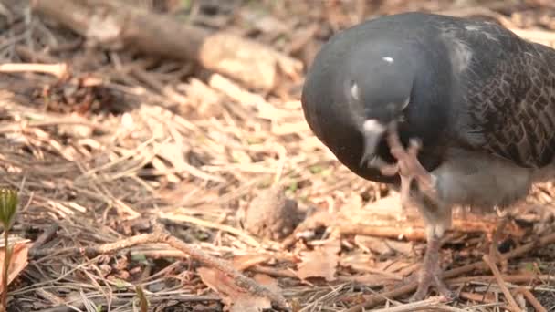 Taube putzt sich in Zeitlupe den Kopf - Filmmaterial, Video