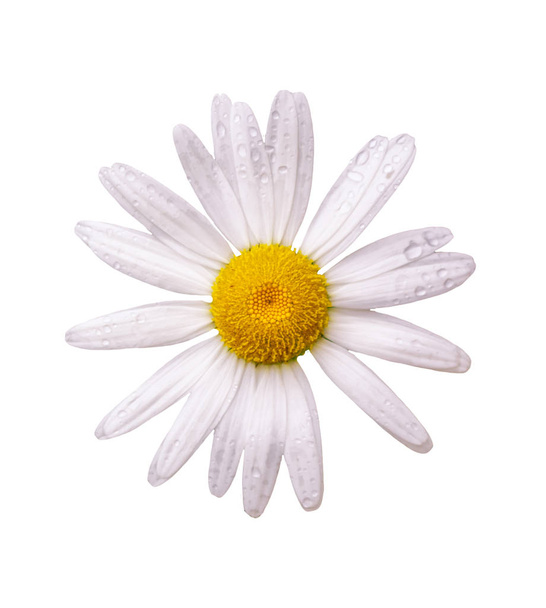 madeliefjes zomer witte bloem geïsoleerd op witte achtergrond - Foto, afbeelding
