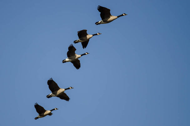 Herde von Kanadagänsen fliegt in blauem Himmel - Foto, Bild