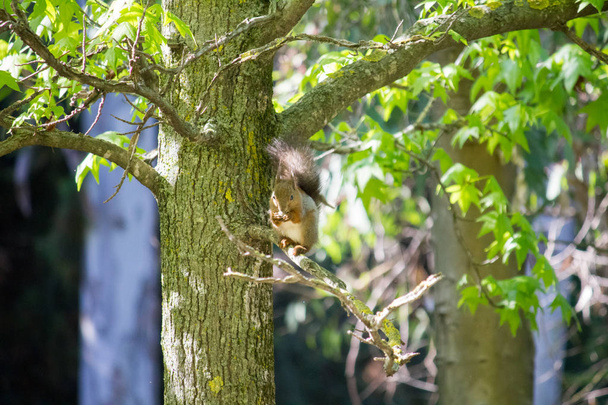 Orava saksanpähkinä puussa
 - Valokuva, kuva