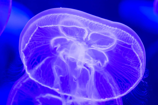 Moon jellyfish Aurelia aurita blue translucent color and blue  b - Foto, immagini