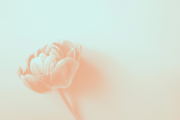 Tulip in duotones colors. - Photo, Image