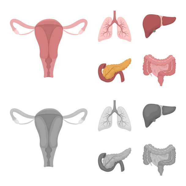 Uterus, lungs, liver, pancreas. Organs set collection icons in cartoon,monochrome style vector symbol stock illustration web. - Vetor, Imagem