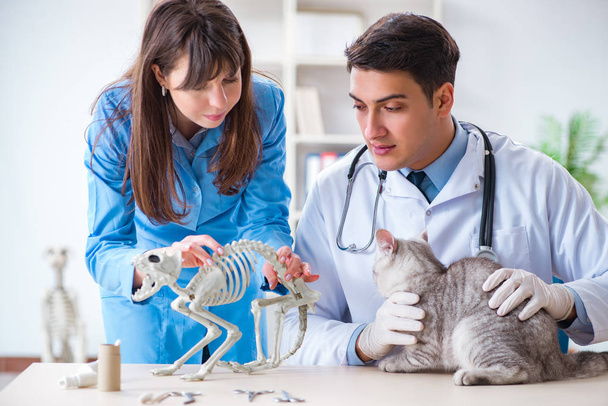 Kot badany w klinice weterynaryjnej - Zdjęcie, obraz