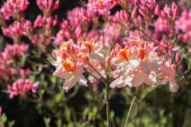 rosa velo rododendro flores macro enfoque selectivo
  - Foto, imagen