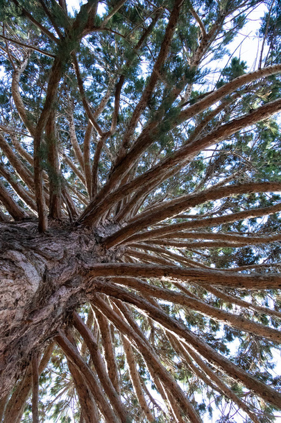 Дивлячись вгору на стовбур дерева знизу
 - Фото, зображення
