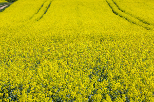 Field of blooming canola, rapeseed yellow flowers - Photo, Image