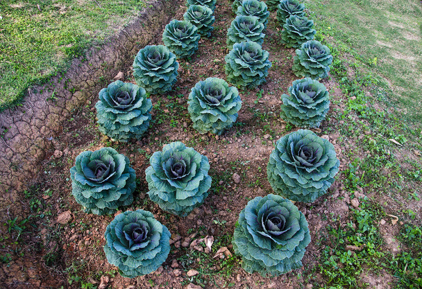 yeşil lahana bitki - Fotoğraf, Görsel
