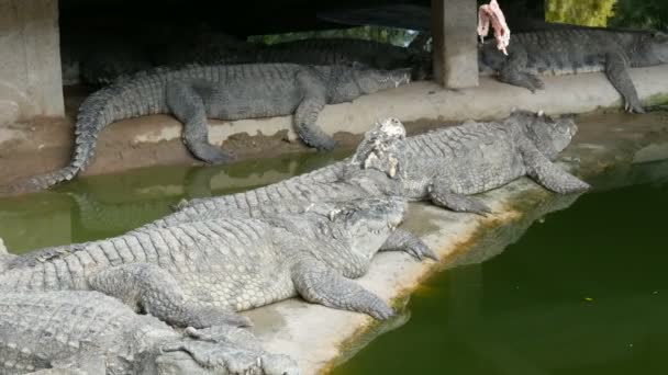 Krokodilok lustán rejlik a fogságból. Krokodil farm, Pattaya, Thaiföld - Felvétel, videó