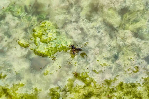 Герриды поедают туши насекомых
 - Фото, изображение