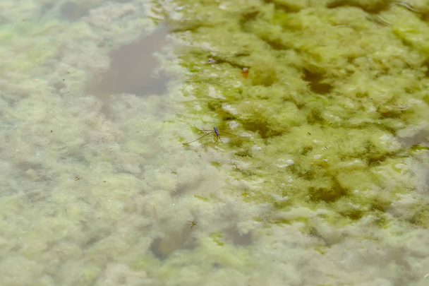 Gerridae живут на грязной воде
 - Фото, изображение