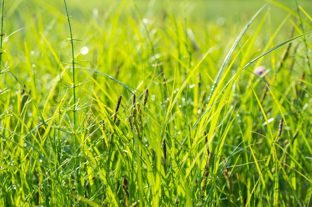 Green grass and morning dew, naturel background - Foto, Imagem
