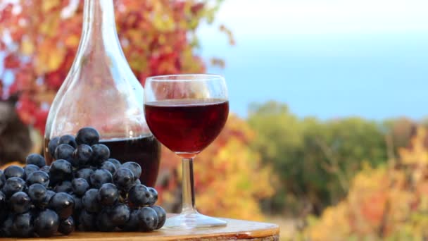 ワイン。海岸のブドウ畑。ブドウの収穫。ワイン用ブドウ - 映像、動画