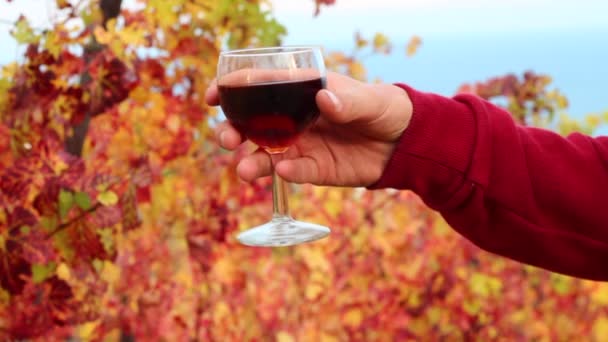 Οινοποιός με ένα ποτήρι κρασί. Φθινόπωρο Γευσιγνωσία κρασιού. Οι αμπελώνες και το οινοποιείο - Πλάνα, βίντεο
