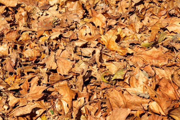 Folhas de outono coloridas e castanhas, textura, material e fundo. Deixa as folhas das árvores, feche. Temporada de outono, temporadas, setembro, outubro, novembro, dezembro. Folhas na estação de outono
. - Foto, Imagem