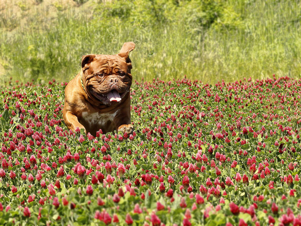 French mastiff - Bordeaux dog - Photo, Image