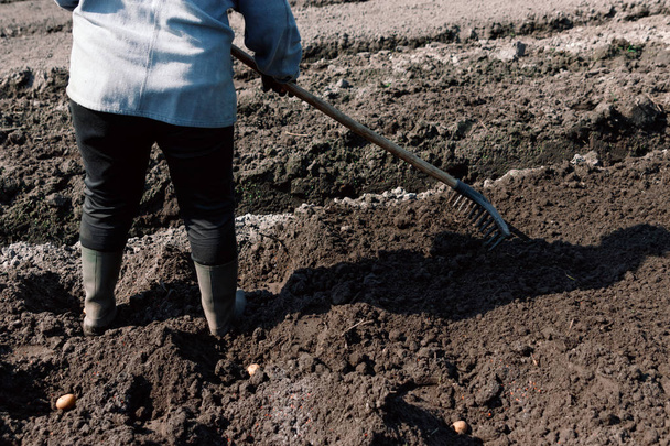 Planting potatoes manually, preparing the soil for planting potatoes, fertilizing the soil. - Фото, зображення