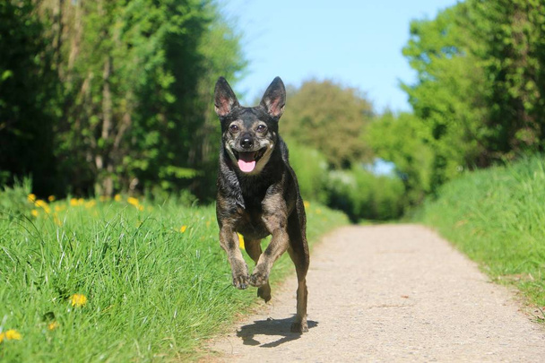 small mixed dog is running on a small way in a beautiful nature - Foto, imagen