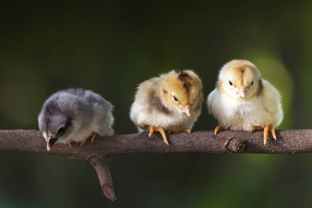 Группа милых цыплят на ветвях дерева
 - Фото, изображение