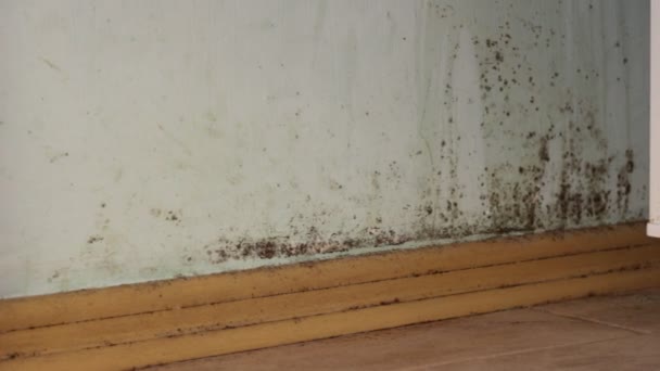Giftige zwarte schimmel op de muren in huis. Zwarte schimmel op muren - Video