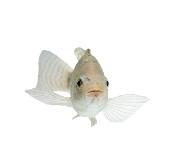 Oreochromis niloticus ,Fresh raw fish isolated on white background with clipping path - Foto, afbeelding