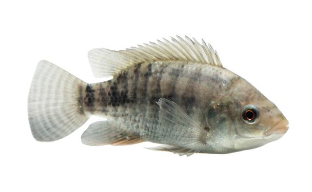 Oreochromis niloticus ,Fresh raw fish isolated on white background with clipping path - Foto, afbeelding