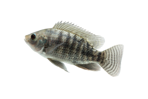 Labeo niloticus, verse rauwe vis geïsoleerd op een witte achtergrond met uitknippad - Foto, afbeelding