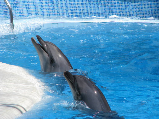 Dolphin in the pool. Theatrical performance of animals in the water. Joyful and festive mood. - Photo, Image